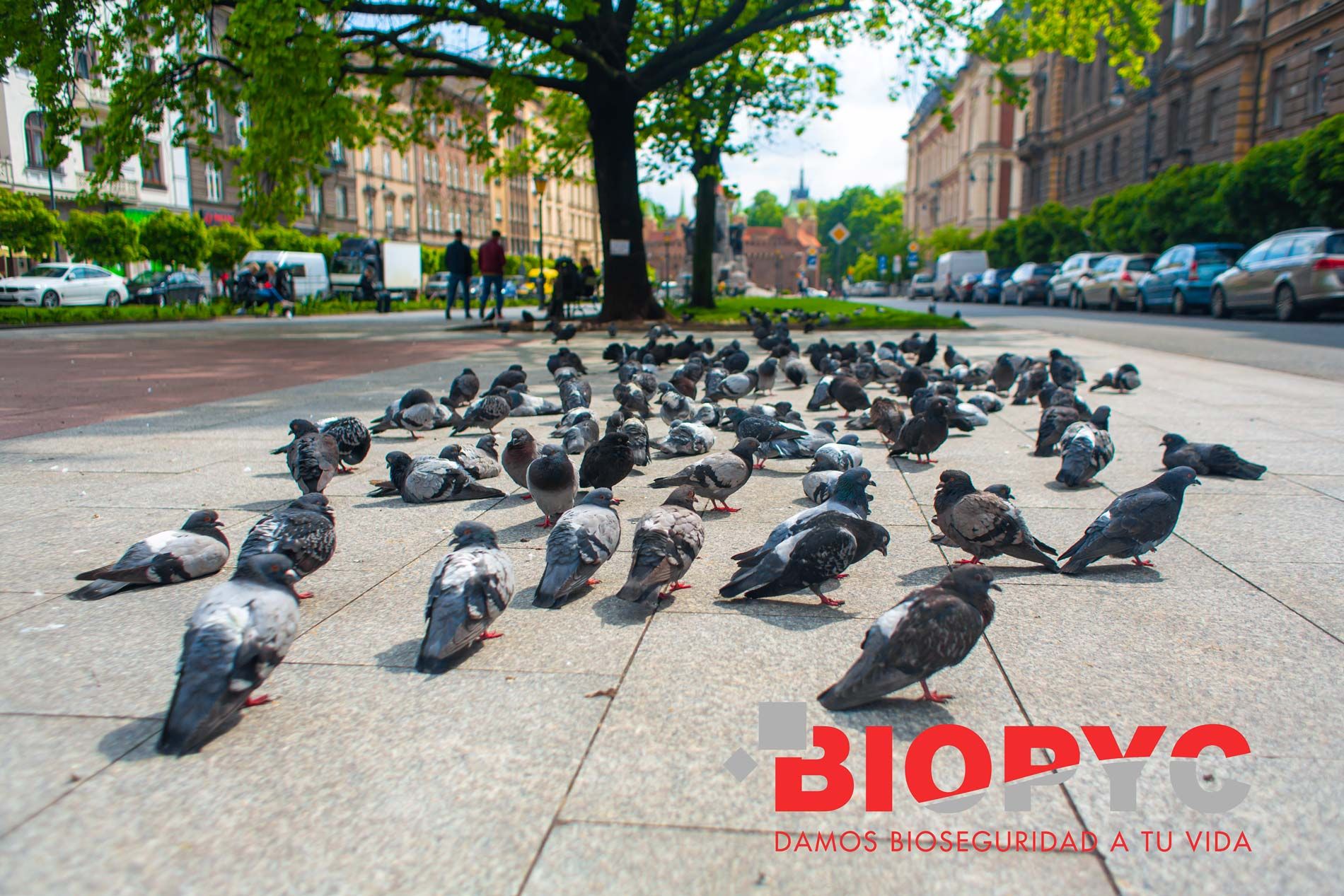 Biopyc lleva a cabo un control de aves en Fraga