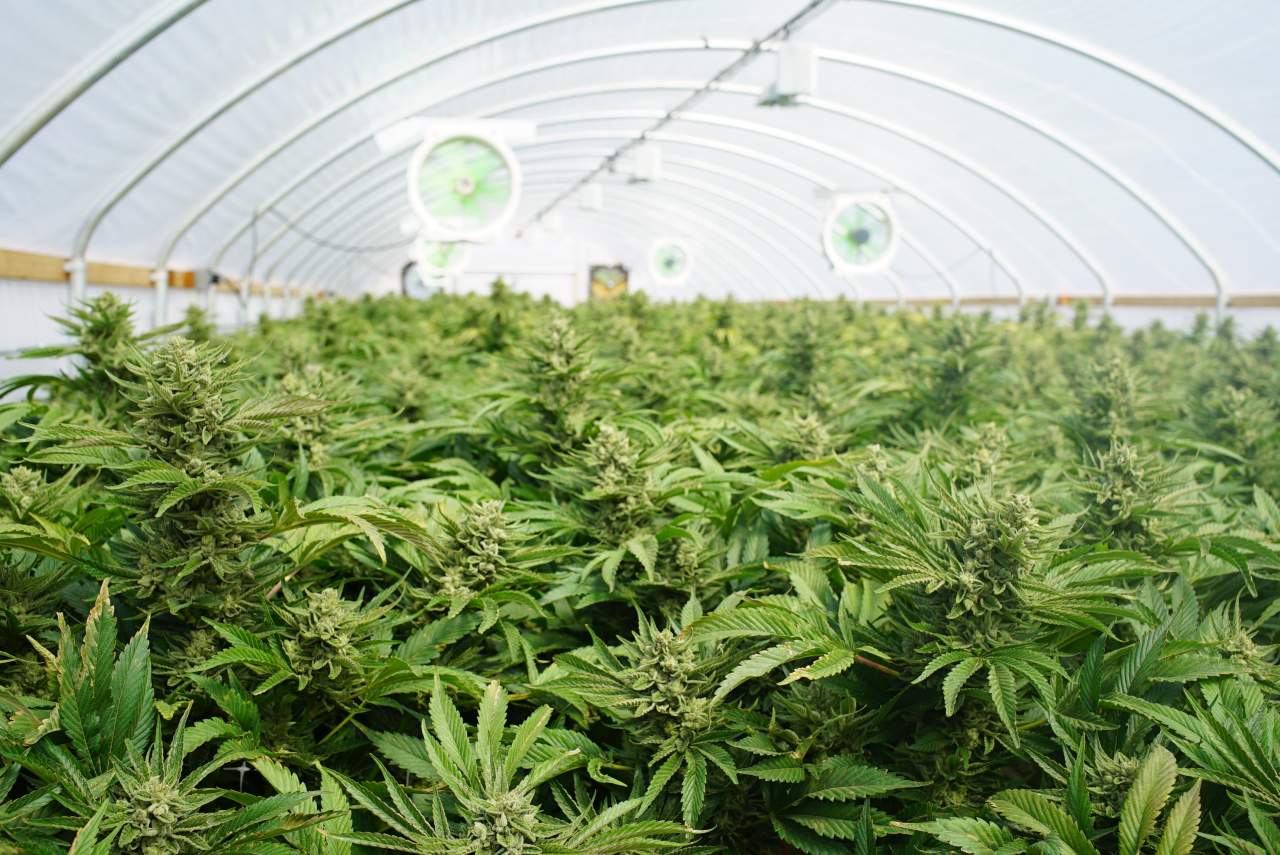 Indica Sur SL. Gana popularidad tras su campaña de microcenazgo