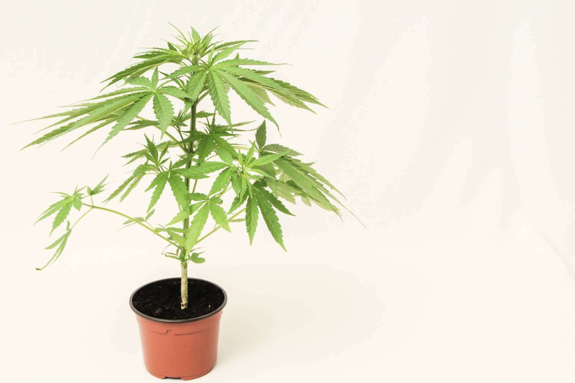 ¿Qué precio tiene el CBD?