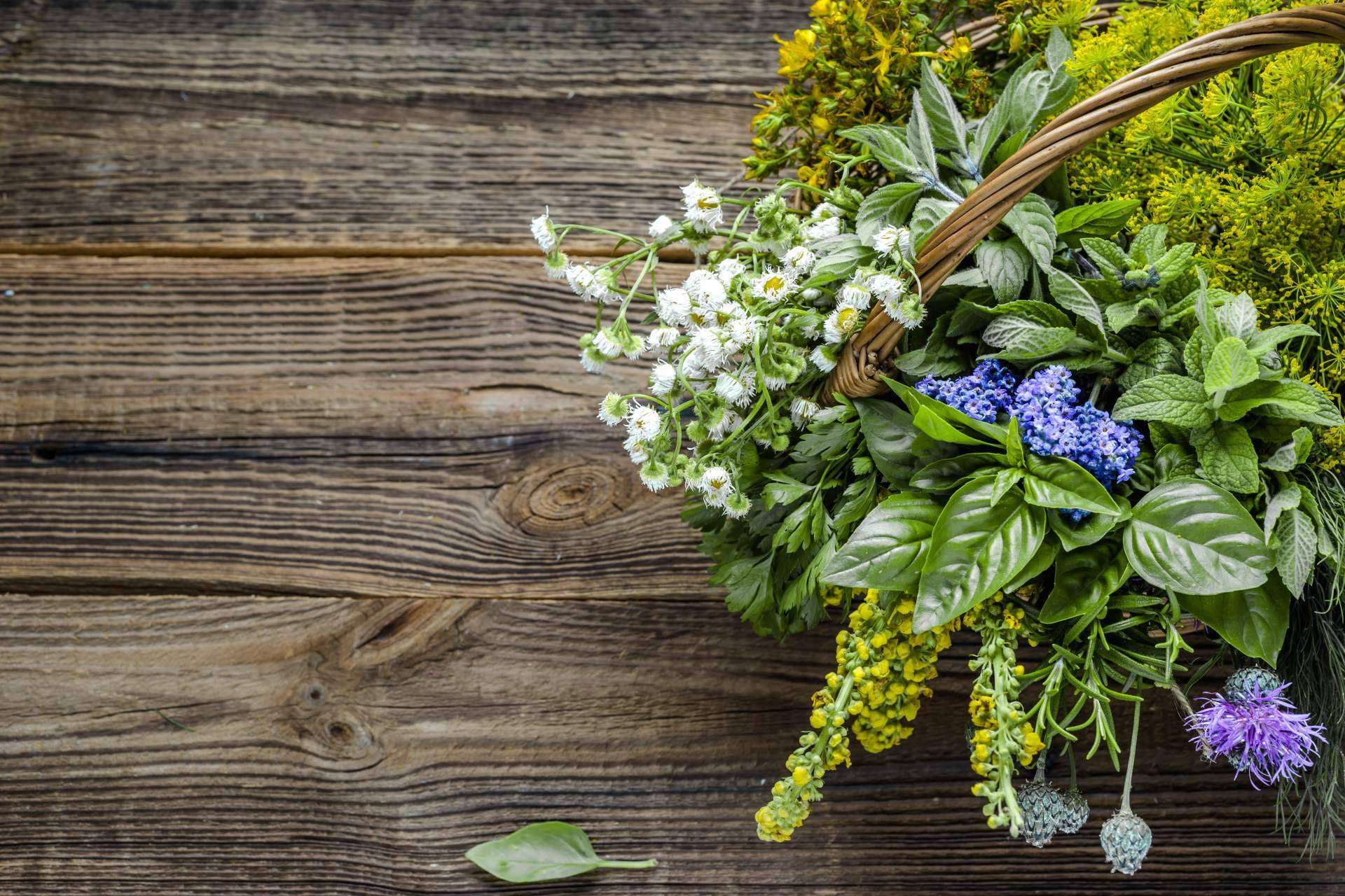 Spirit Natura: los beneficios de las plantas aromáticas de calidad