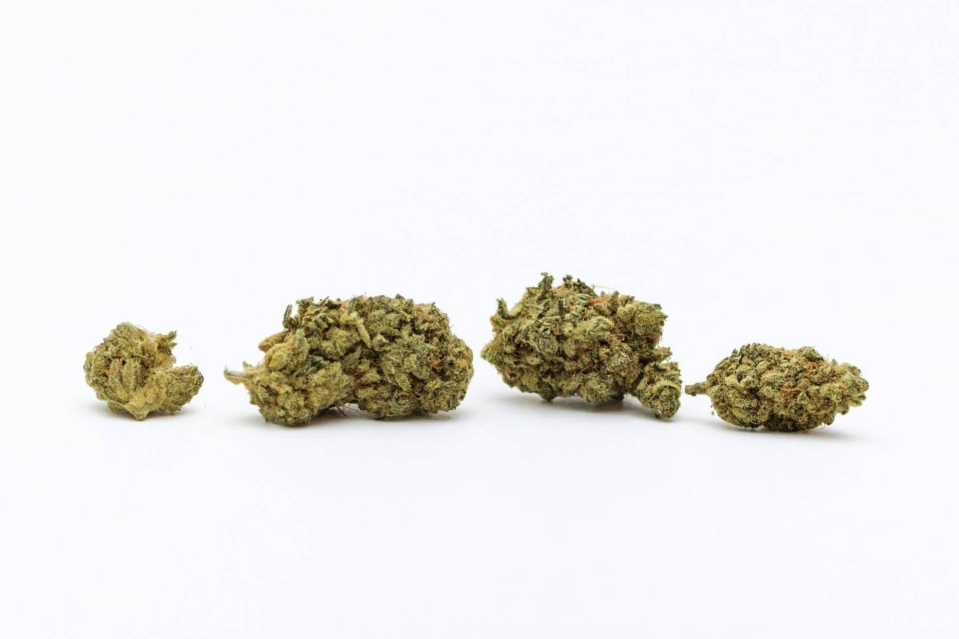 De Pata Verde: ¿Qué son las flores de cannabidiol o CBD?