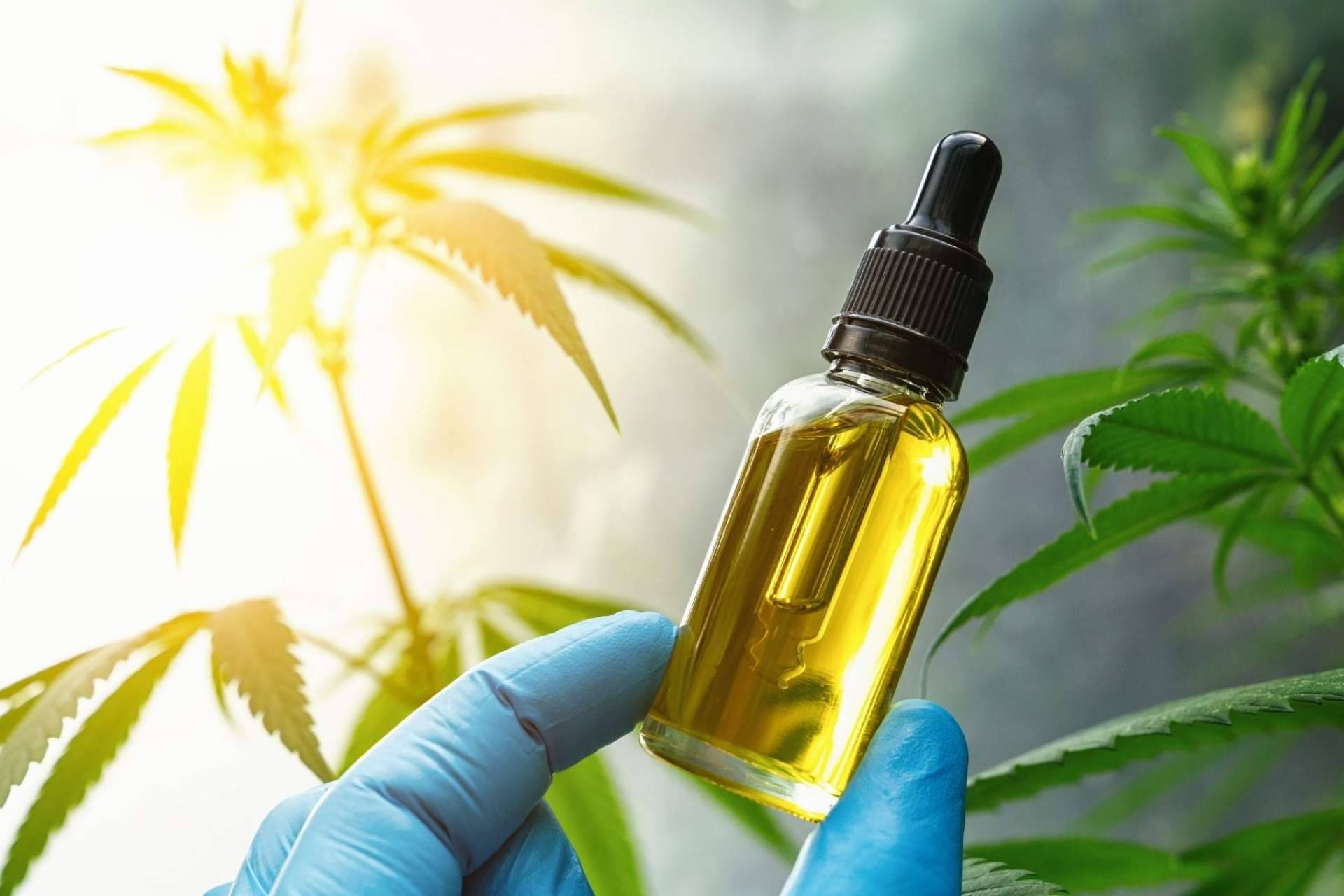 Premium Legal Hemp: ¿Cuáles son los beneficios y aplicaciones de Amnesia Hy-Pro?