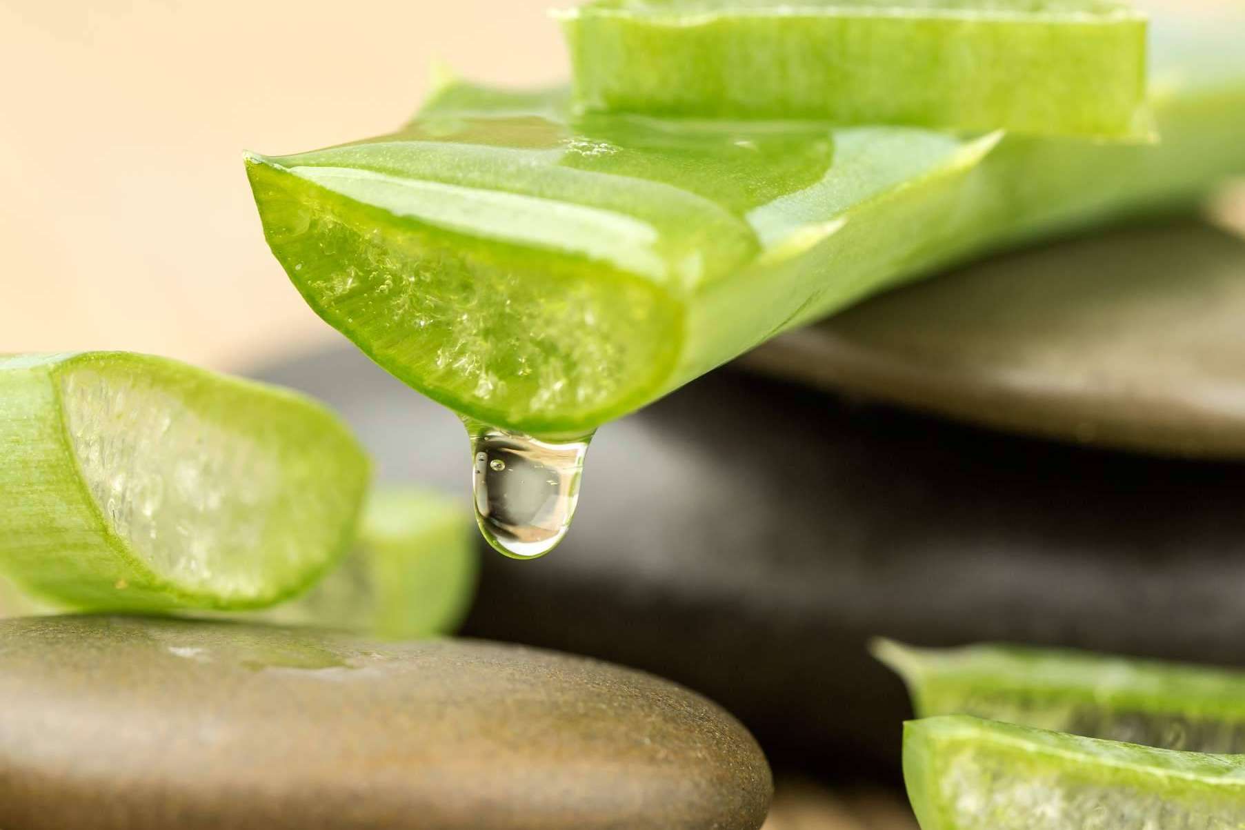¿Cuál es uno de los mejores aliados para las terapias naturales en el proveimiento de productos de aloe vera?: TerritorioAloe