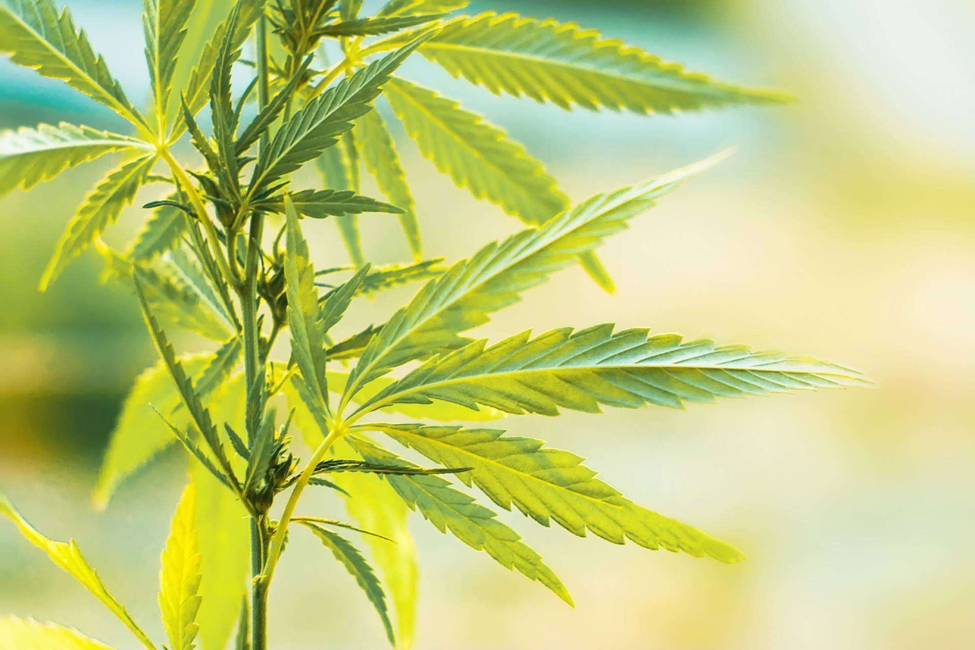 ¿Dónde comprar flores de CBD en España?