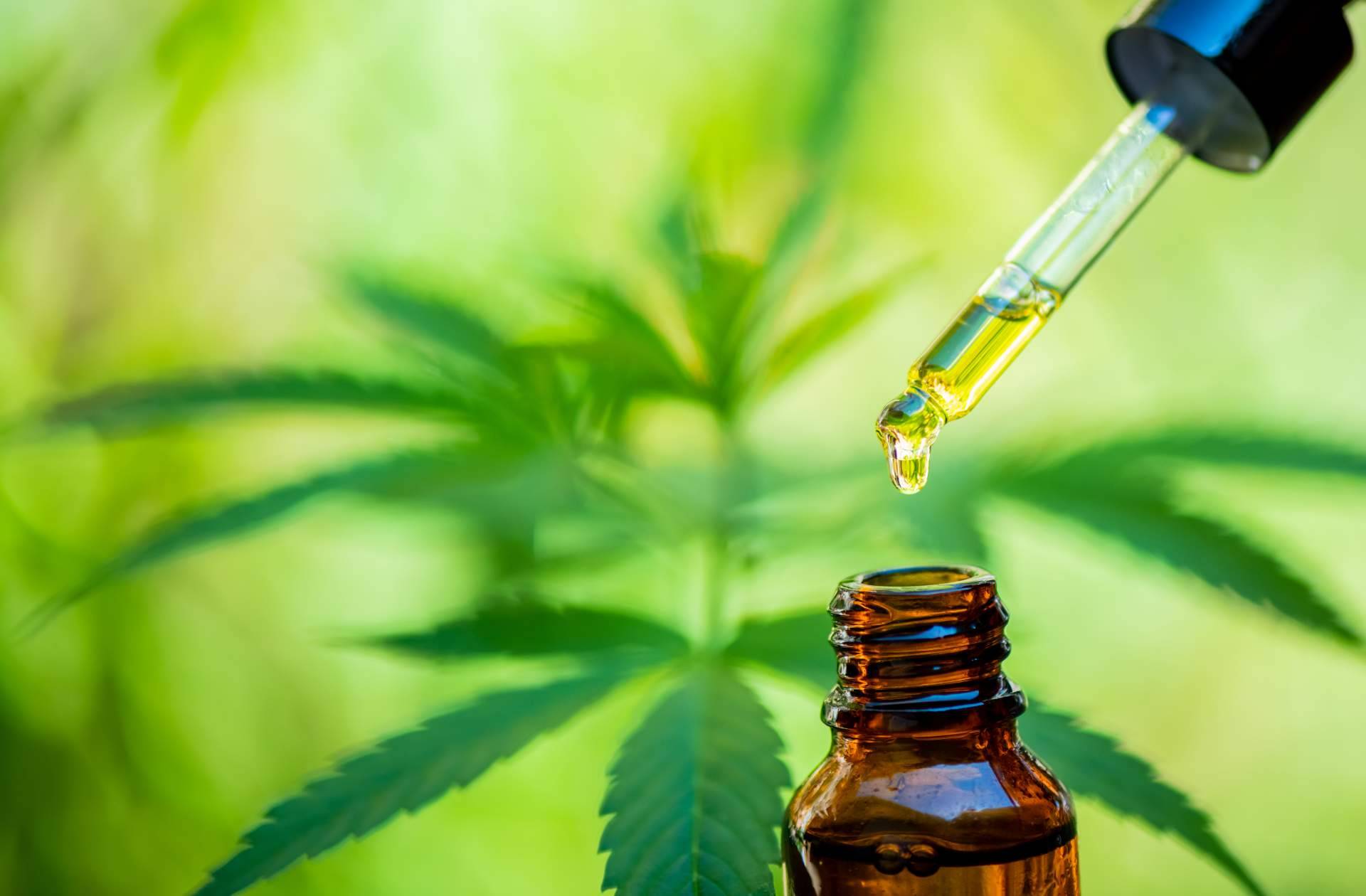 Los aceites de CBD seguros de Legal Hemp