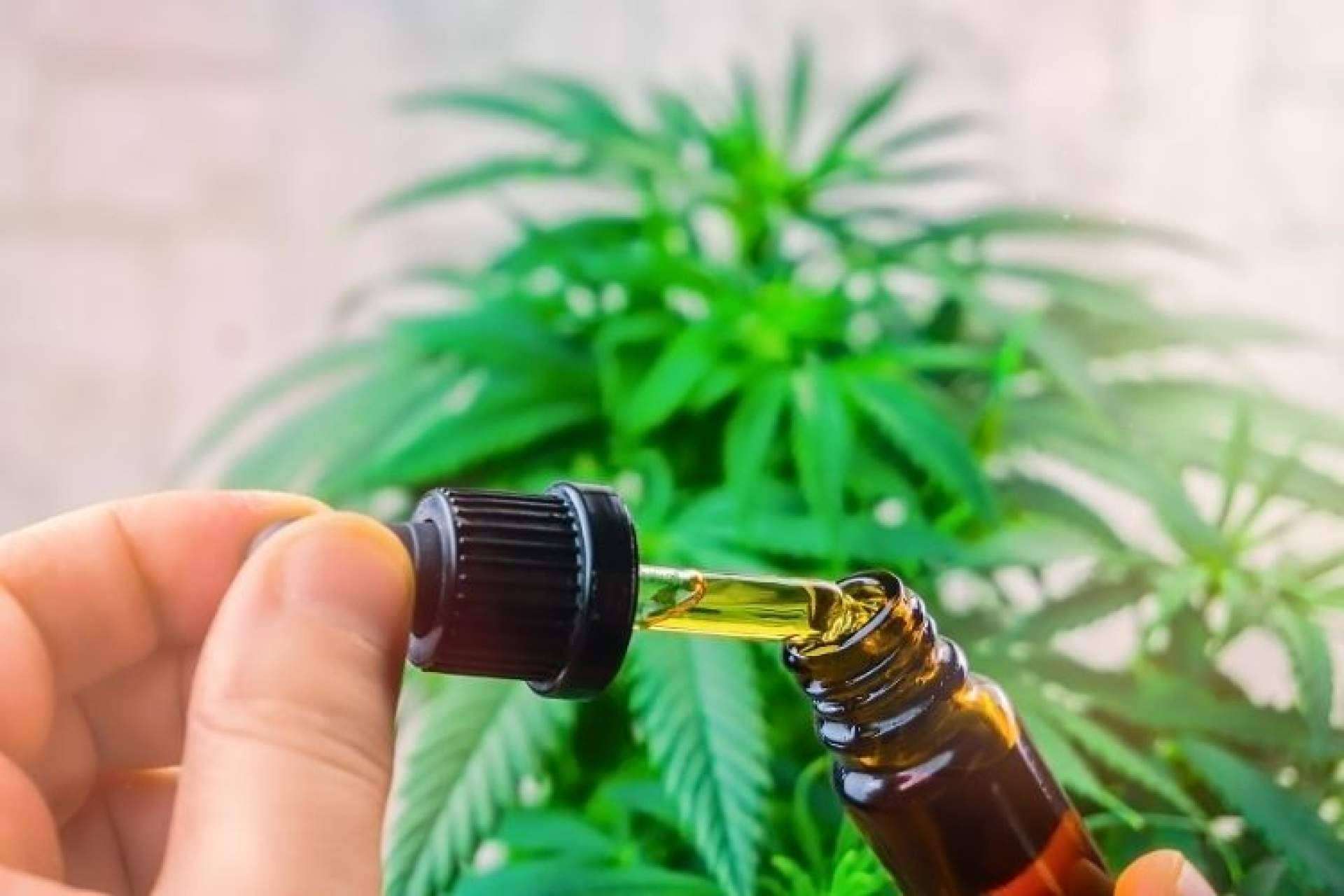 CBD Organics expone si es legal comprar flores y extractos CBD en España
