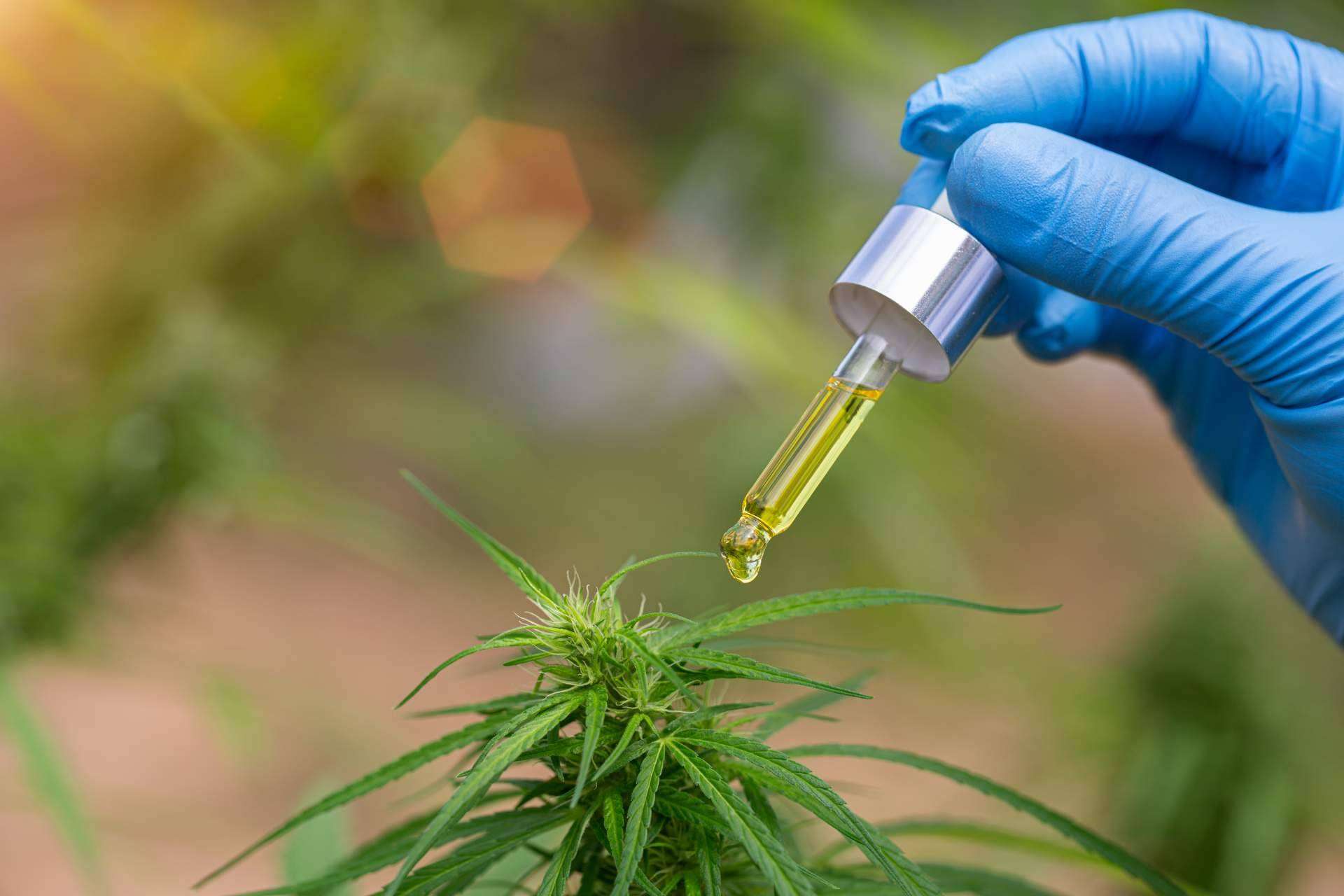 Cosmética natural a base de aceite CBD de la mano de expertos, Legal Hemp