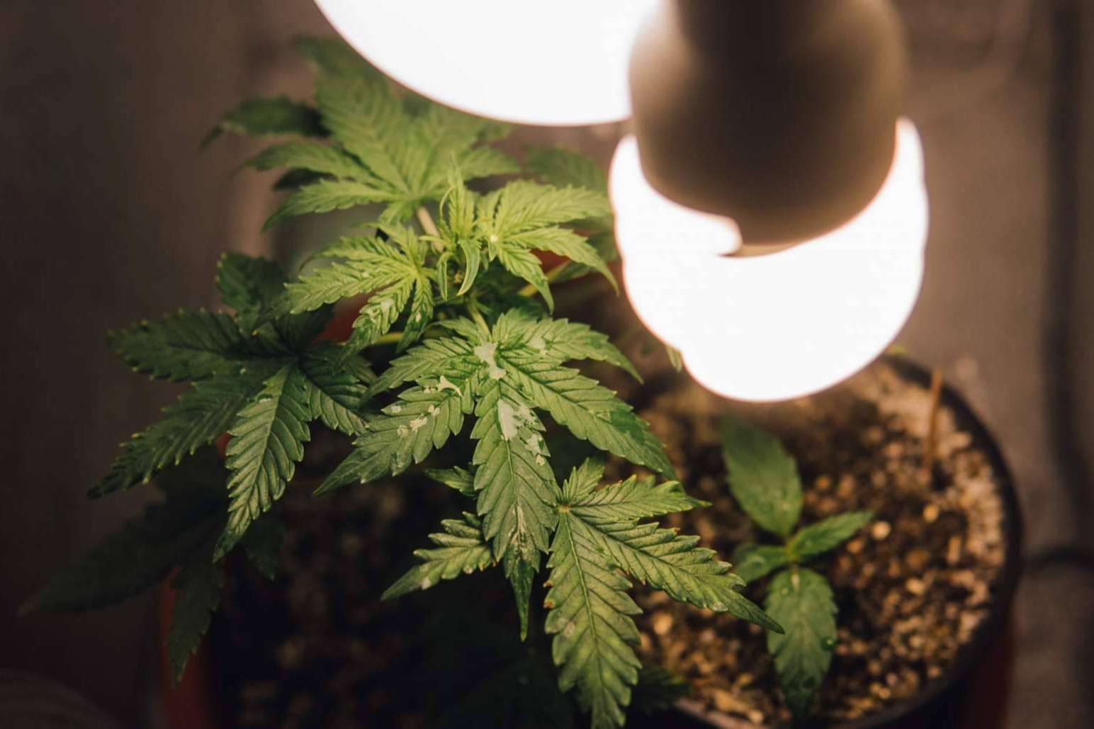 Armarios de cultivo interior para cualquier tipo de cultivo, en Tecnocultivo