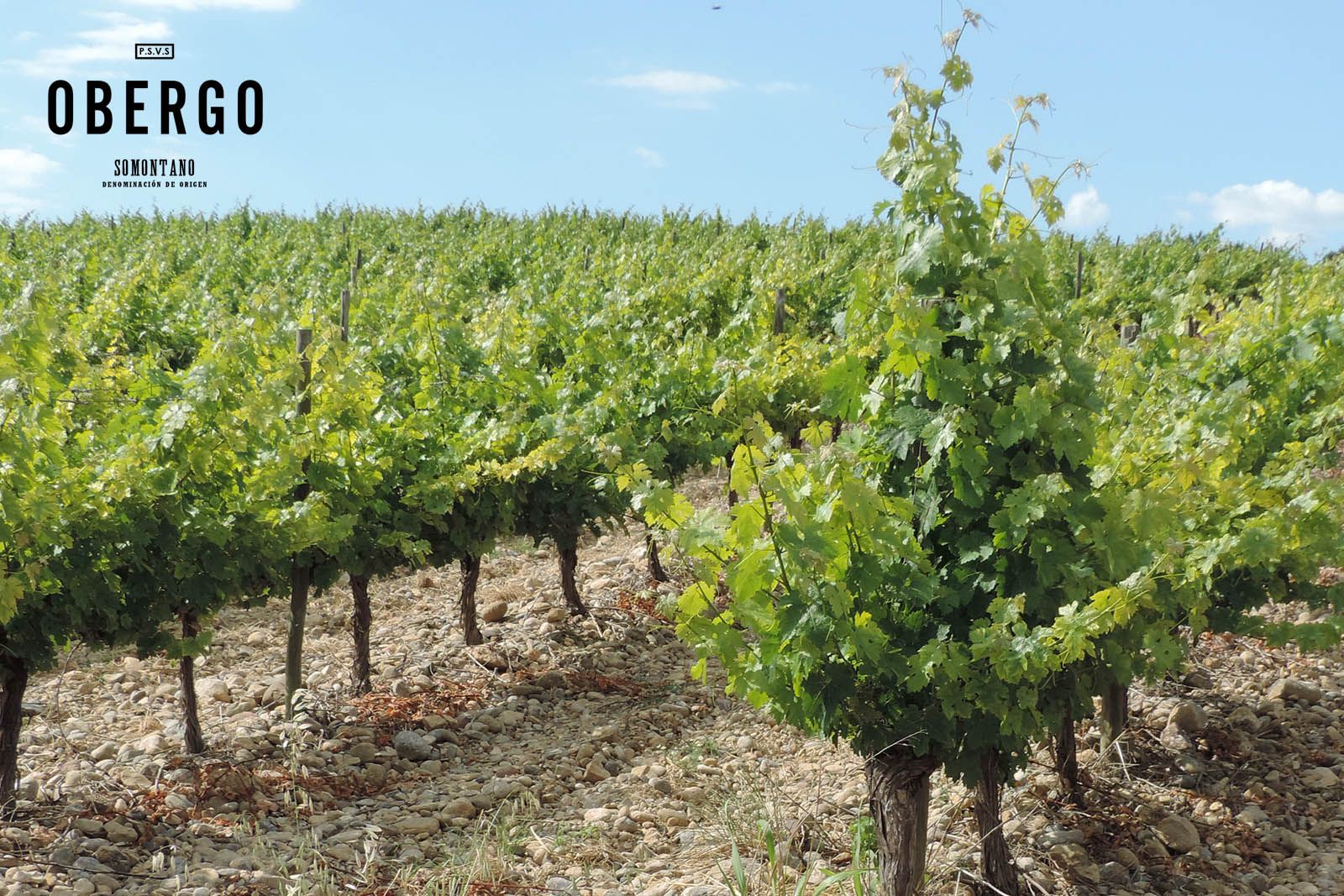 Obergo, referente del vino blanco en la D.O. Somontano