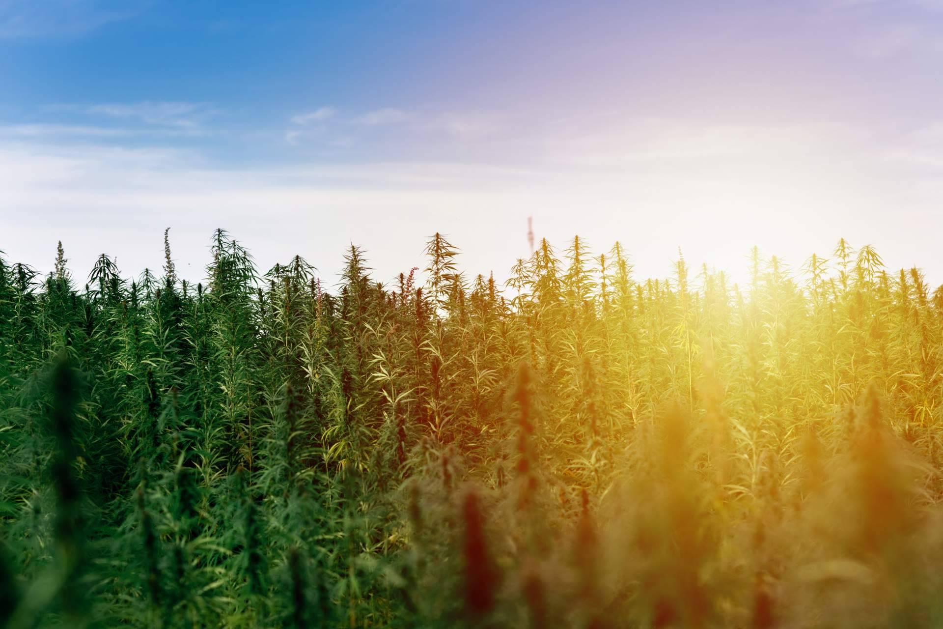 Fertihouse dispone de abonos orgánicos para el cultivo de cannabis