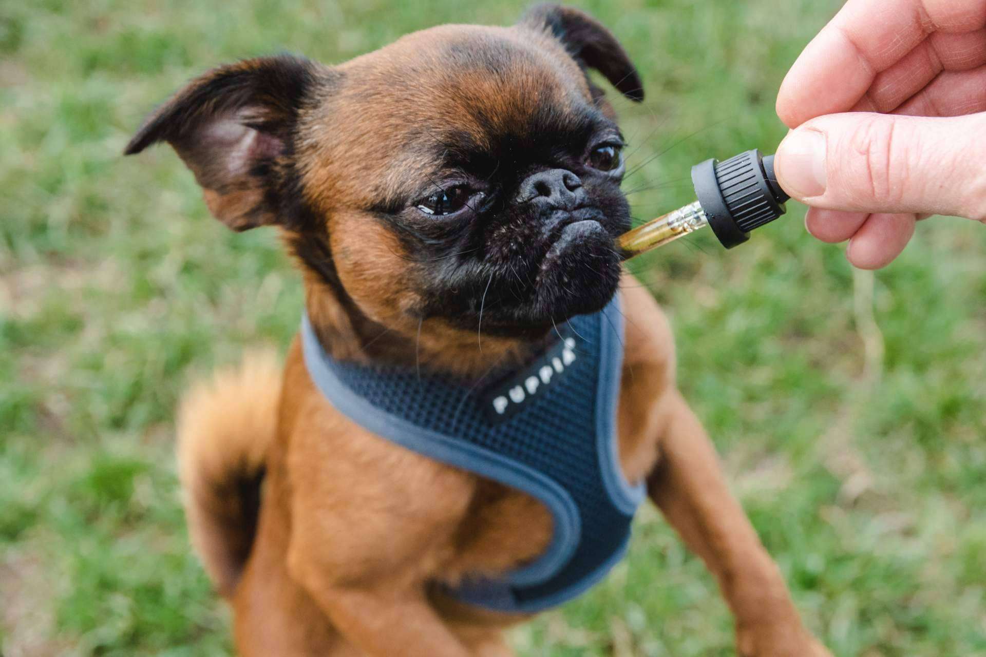¿Por qué el CBD beneficia a las mascotas?