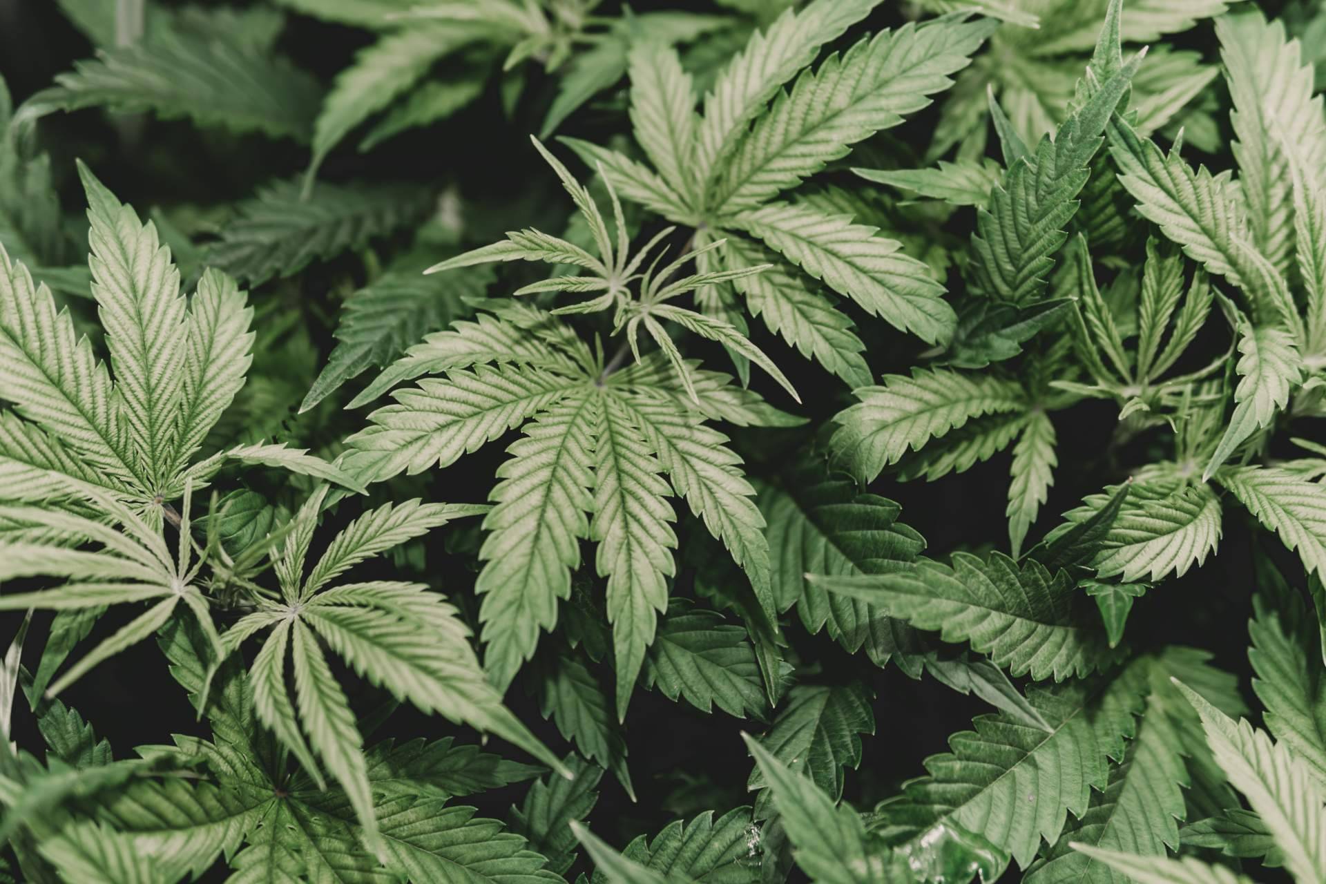 Canna Rural sobre los beneficios que aporta el cannabis en la salud