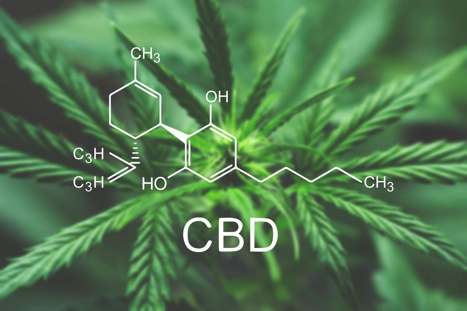Los amplios beneficios de las flores de cáñamo, por La Mal Querida