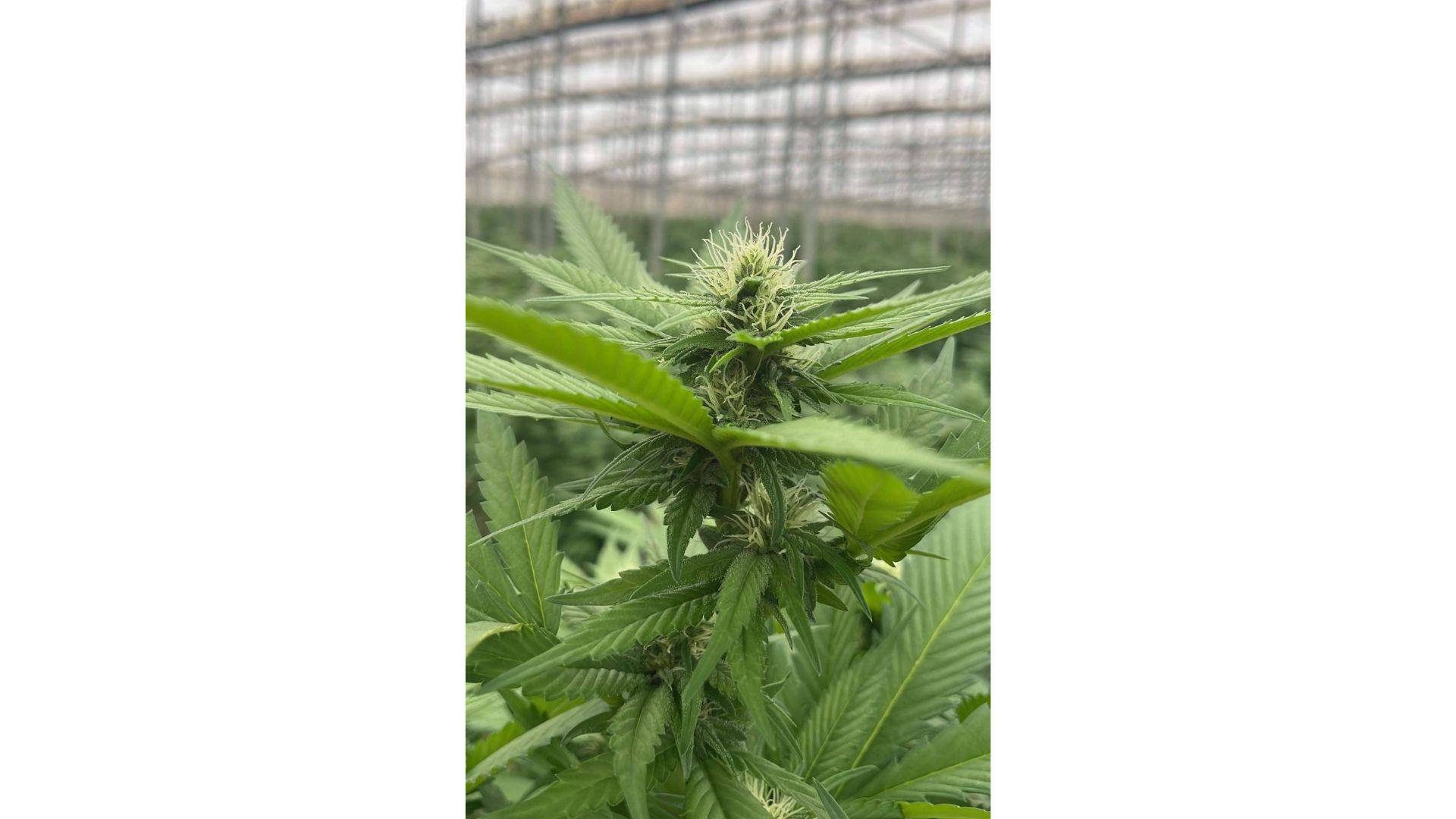 Iberian CBD sobre cómo cultivar cáñamo y obtener CBD de manera sostenible