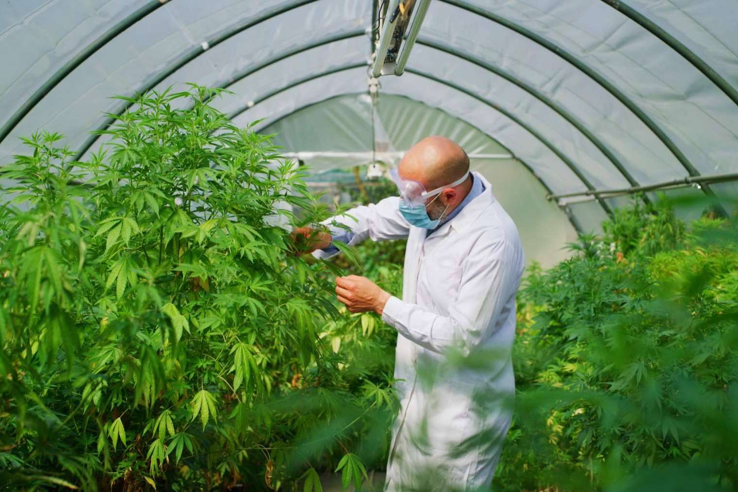 La venta de cultivo de CBD con la ayuda de Iberian CBD