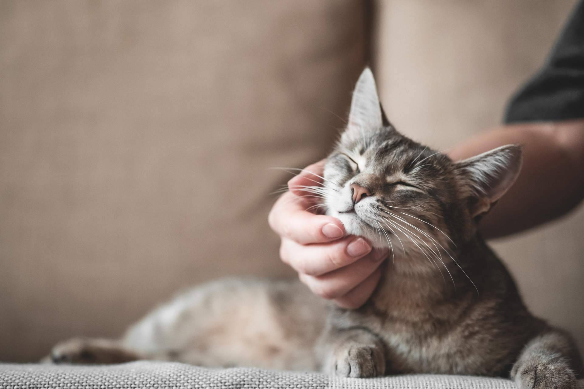 ¿Qué beneficios aporta El CBD a las mascotas?, explicado por The Hemp Ground