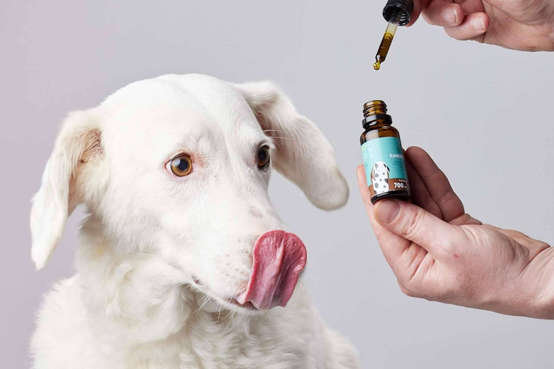 Cannabis para perros, una tendencia que toma fuerza