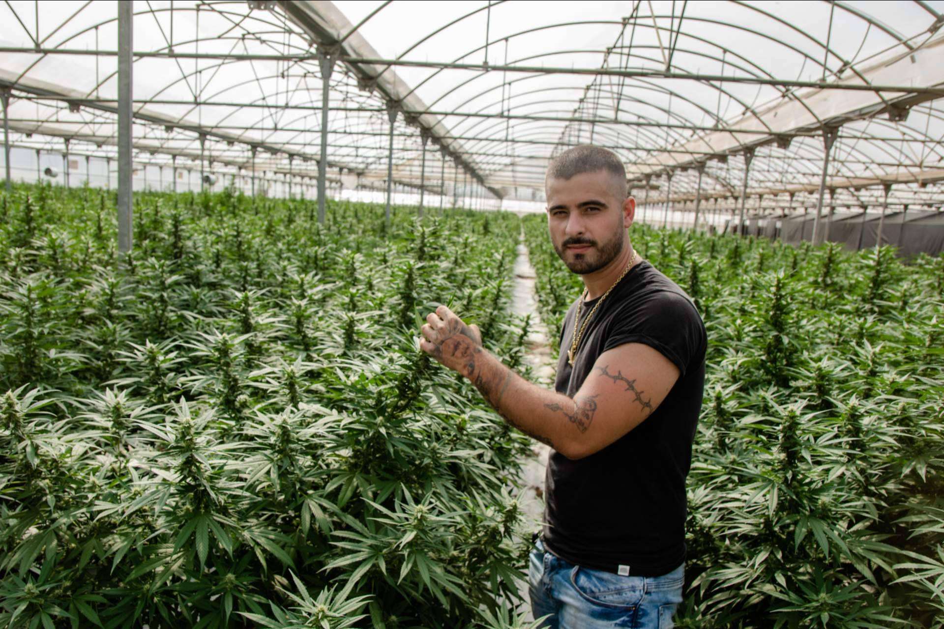 La empresa Cannabis Innovation CBD ha vivido una importante expansión y crecimiento en el sector del cannabis en España