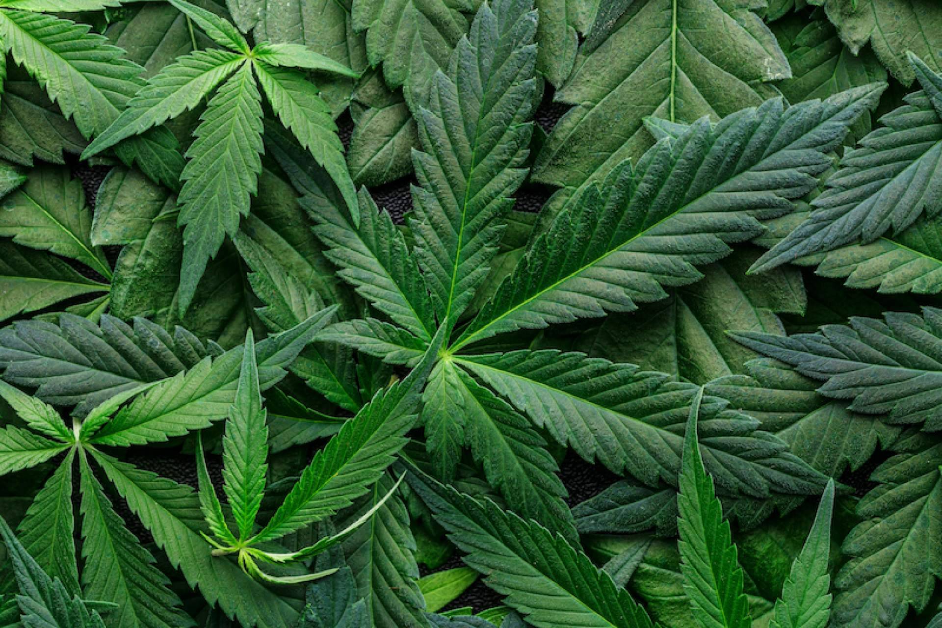 Las ventajas de comprar flores CBD, según Bee Products