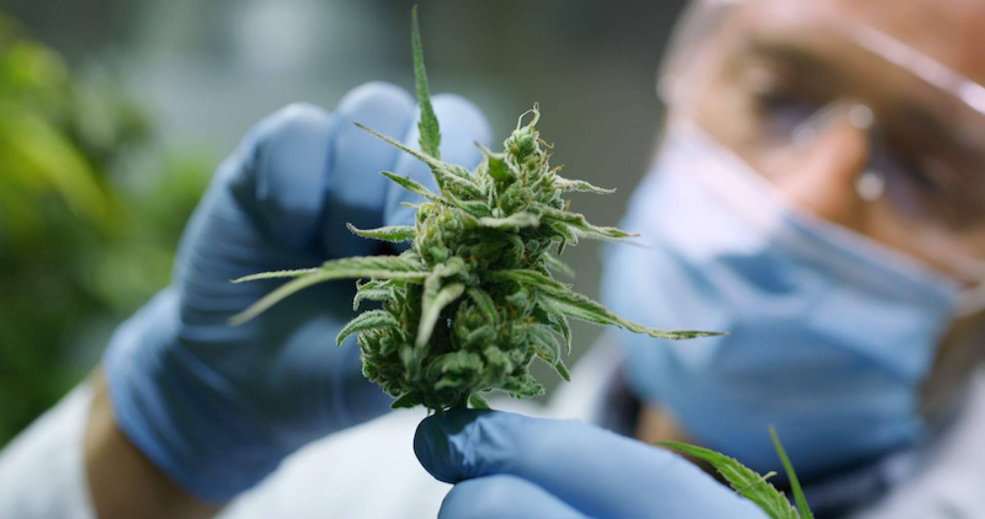 Bee Products triunfa en el sector del CBD