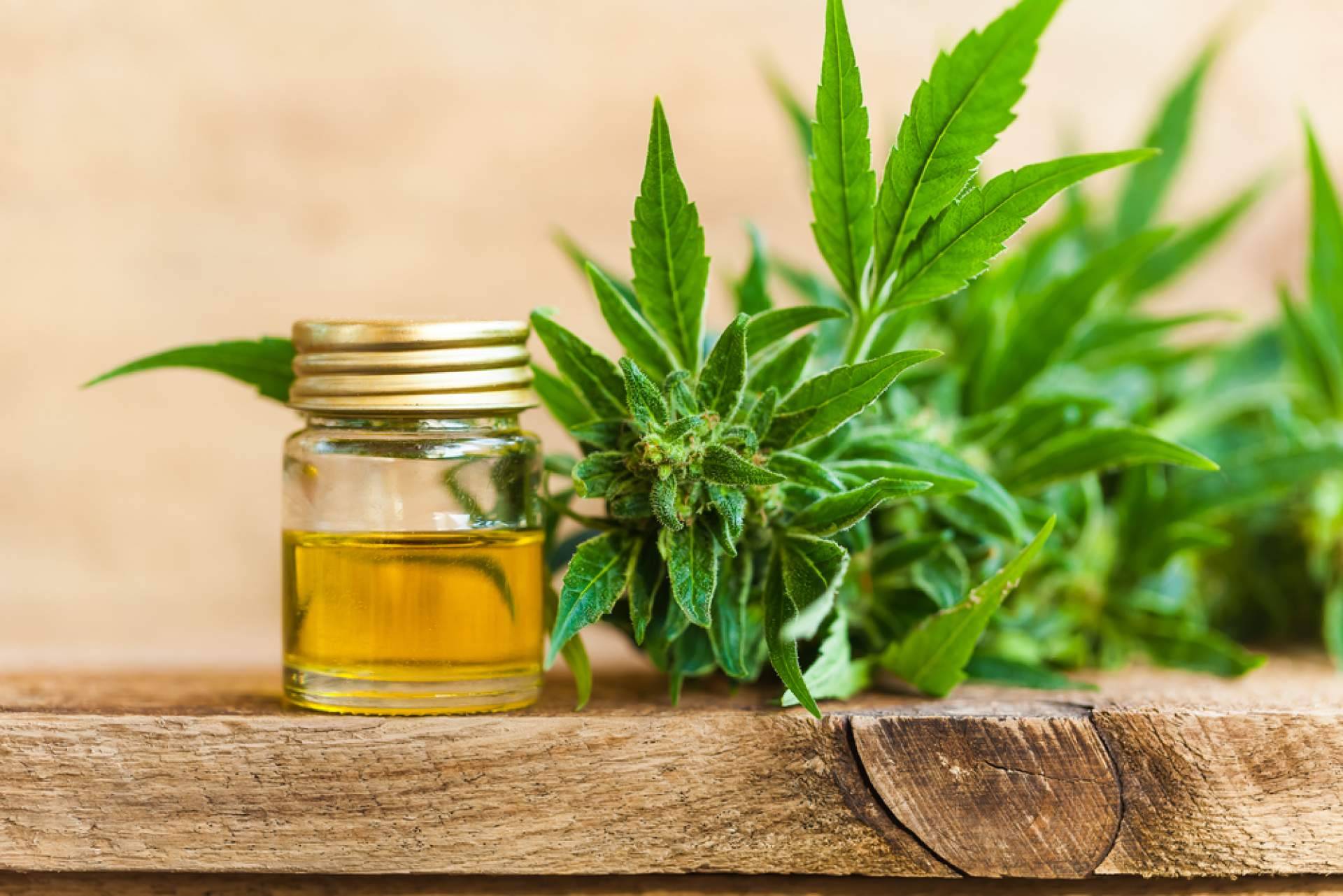 HerbieSeeds es una de las firmas líderes en la venta de semillas de marihuana en España