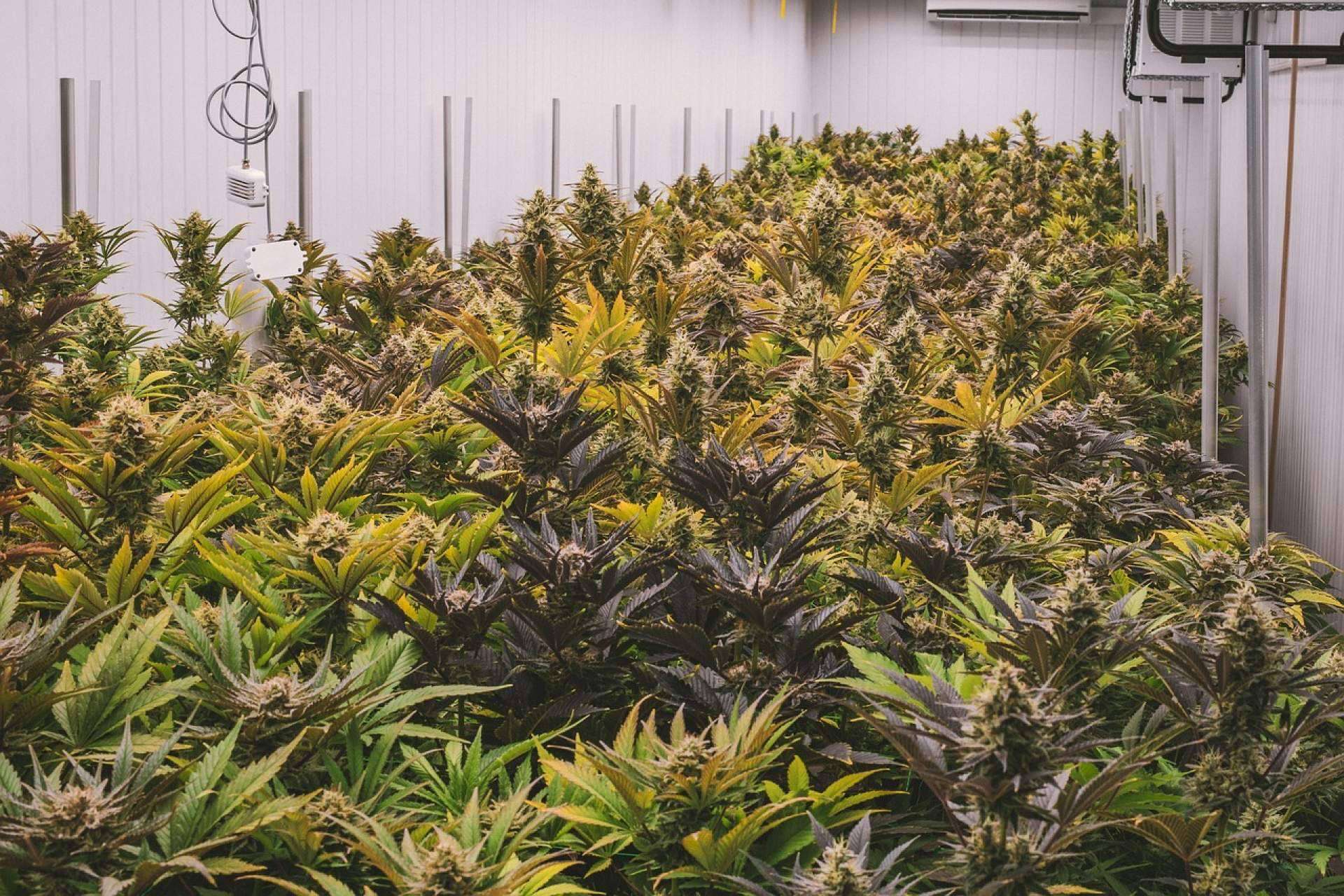 Extractos Unidos Mexicanos, el proveedor global referente de fitocannabinoides B2B derivados del cáñamo industrial