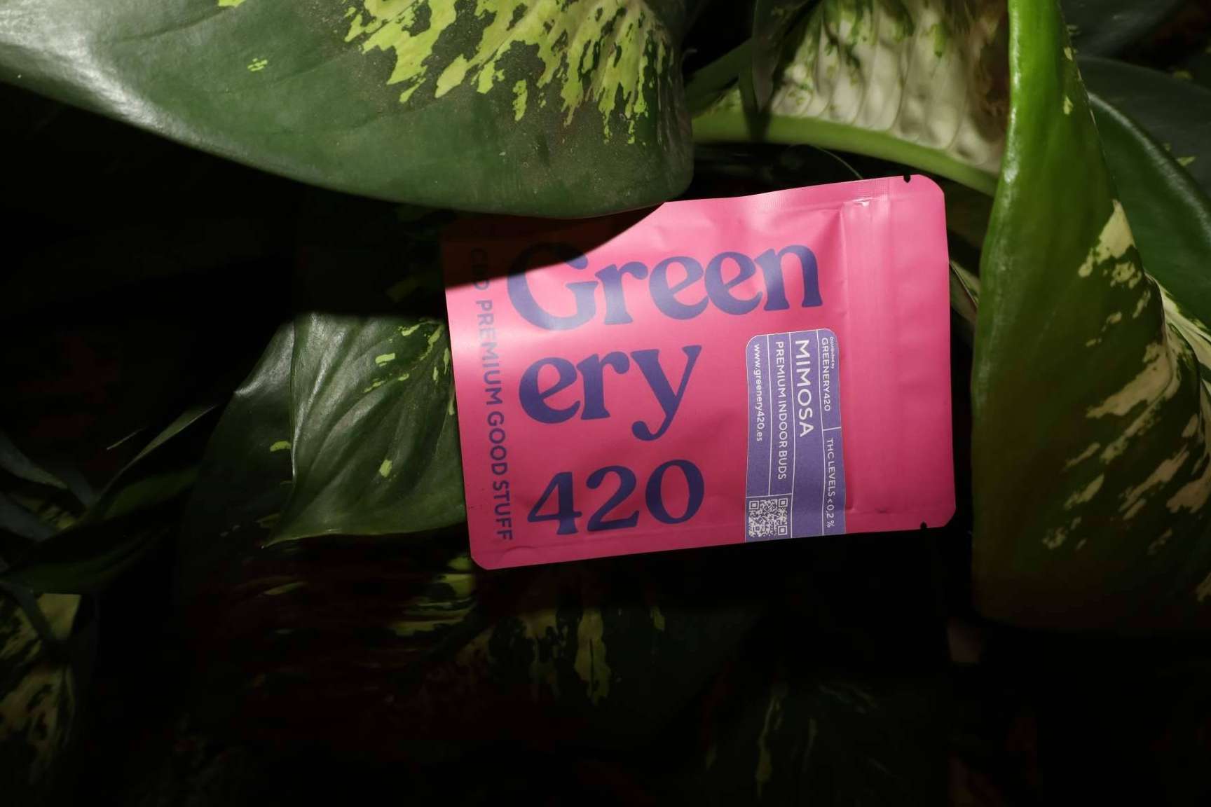 Greenery 420 subraya los desafíos regulatorios del CBD en España en el marco del Día del Cannabis